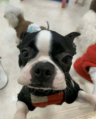 f:id:dog_life_saving:20200302140742j:plain