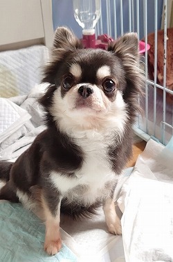 チワワ　子犬 No.200204B-CWF（チワワ 8歳 2.8Kg ♀) - DogLifeSaving- 犬の紹介