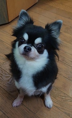 No.200204B-CWF（チワワ 8歳 2.8Kg ♀) - DogLifeSaving- 犬の紹介