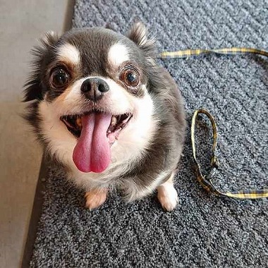 No.200204B-CWF（チワワ 8歳 2.8Kg ♀) - DogLifeSaving- 犬の紹介