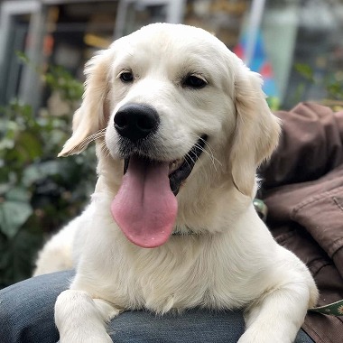 f:id:dog_life_saving:20200303135011j:plain