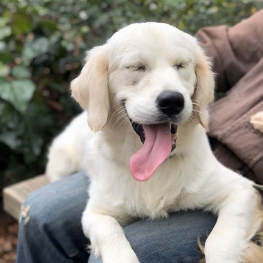 f:id:dog_life_saving:20200303135020j:plain