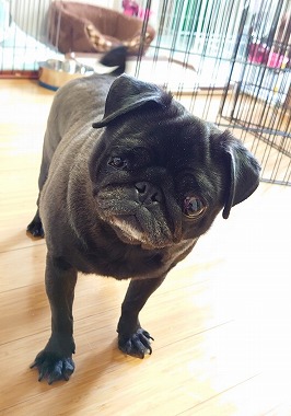 f:id:dog_life_saving:20200401133057j:plain