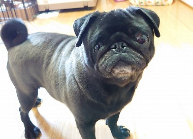 f:id:dog_life_saving:20200401133104j:plain