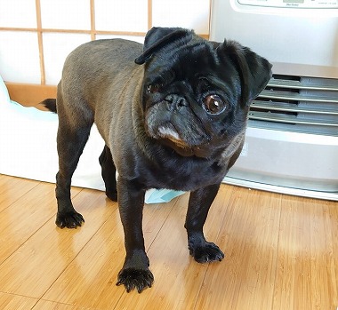 f:id:dog_life_saving:20200401133112j:plain