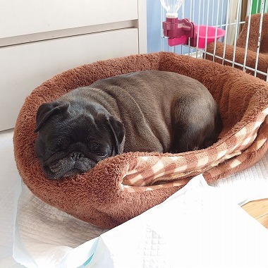 f:id:dog_life_saving:20200401133122j:plain