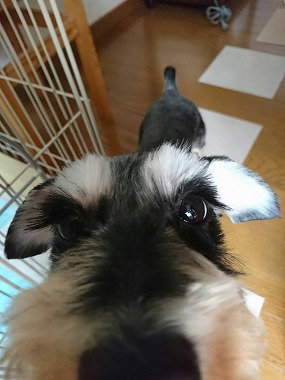 f:id:dog_life_saving:20200805130349j:plain f:id:dog_life_saving:20200805130349j:plain