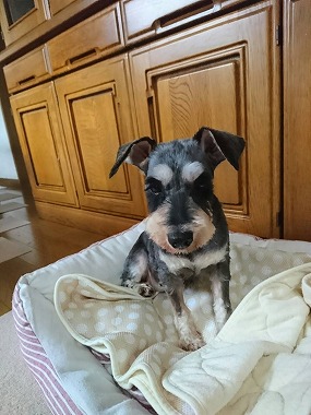 f:id:dog_life_saving:20200805130409j:plain