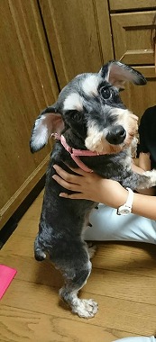 f:id:dog_life_saving:20200805130434j:plain f:id:dog_life_saving:20200805130434j:plain