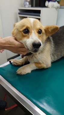 f:id:dog_life_saving:20200923130637j:plain