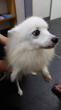 f:id:dog_life_saving:20200923130819j:plain