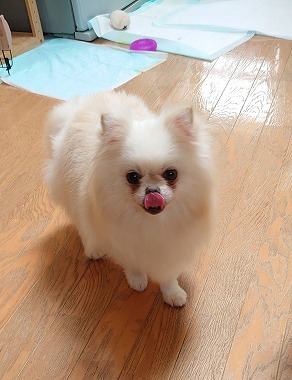f:id:dog_life_saving:20200923130947j:plain