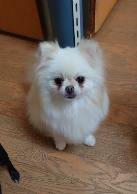 f:id:dog_life_saving:20200923130954j:plain