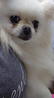f:id:dog_life_saving:20200923131001j:plain