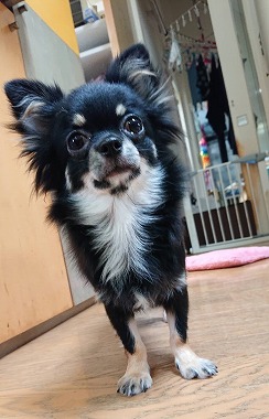 f:id:dog_life_saving:20201023114735j:plain