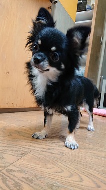 f:id:dog_life_saving:20201023114743j:plain
