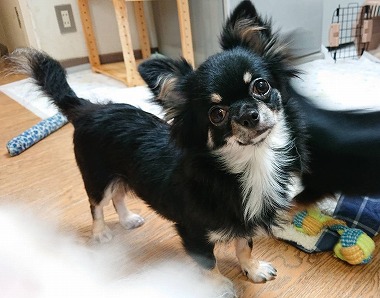 f:id:dog_life_saving:20201023114751j:plain