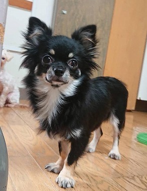 f:id:dog_life_saving:20201023114945j:plain