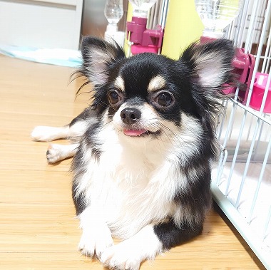 No.200927B-CWF（チワワ 3～4歳位 3.8Kg ♀) - DogLifeSaving- 犬の紹介