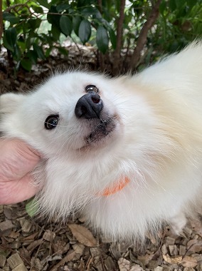 f:id:dog_life_saving:20201223140606j:plain