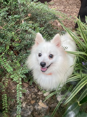 f:id:dog_life_saving:20201223140613j:plain