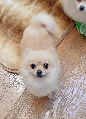 f:id:dog_life_saving:20201223140706j:plain
