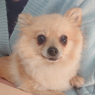 f:id:dog_life_saving:20201223140715j:plain