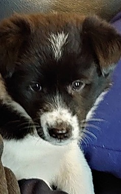 f:id:dog_life_saving:20201223140912j:plain
