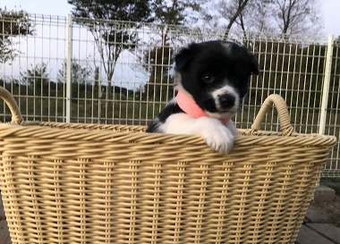 f:id:dog_life_saving:20201223140935j:plain