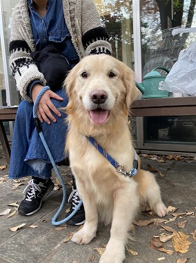 f:id:dog_life_saving:20201223140952j:plain