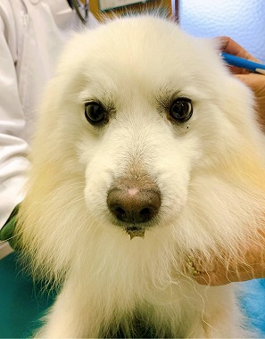 f:id:dog_life_saving:20210212100121j:plain