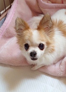 f:id:dog_life_saving:20210215125335j:plain