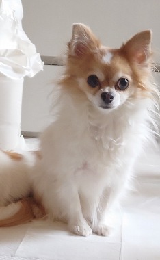 f:id:dog_life_saving:20210309112959j:plain