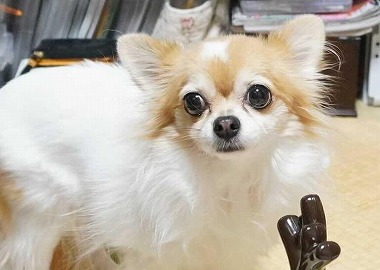 f:id:dog_life_saving:20210309113009j:plain