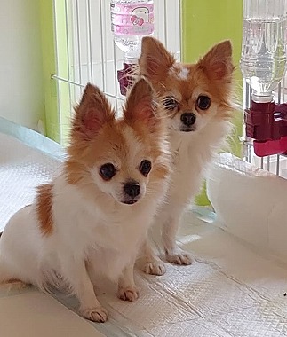 f:id:dog_life_saving:20210309113021j:plain
