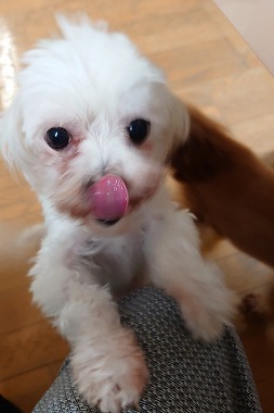 f:id:dog_life_saving:20210402124337j:plain