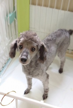 f:id:dog_life_saving:20210604152606j:plain