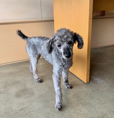 f:id:dog_life_saving:20210604152629j:plain