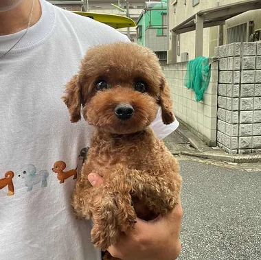f:id:dog_life_saving:20210604152714j:plain