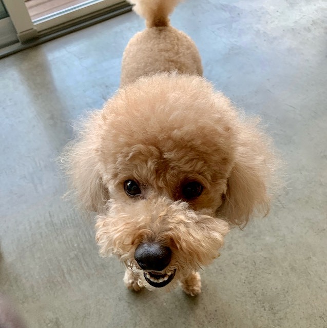 f:id:dog_life_saving:20210604160050j:plain