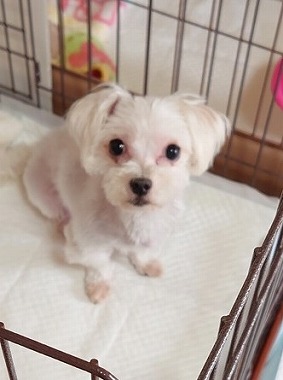 f:id:dog_life_saving:20210604193407j:plain