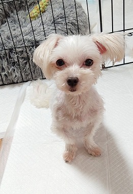 f:id:dog_life_saving:20210604193418j:plain