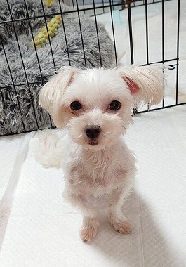 f:id:dog_life_saving:20210604193428j:plain