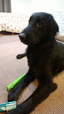 f:id:dog_life_saving:20210608125719j:plain