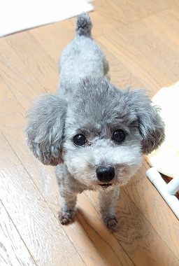 f:id:dog_life_saving:20210720100944j:plain