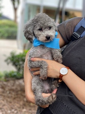 f:id:dog_life_saving:20210720101003j:plain