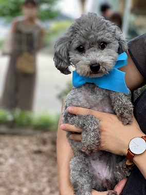 f:id:dog_life_saving:20210720101014j:plain