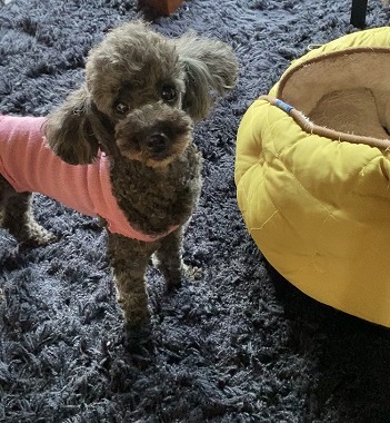 f:id:dog_life_saving:20210720101040j:plain