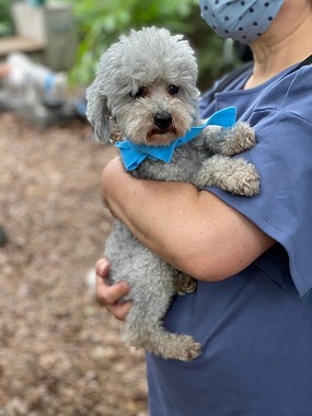 f:id:dog_life_saving:20210720101111j:plain