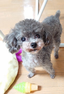 f:id:dog_life_saving:20210720101319j:plain
